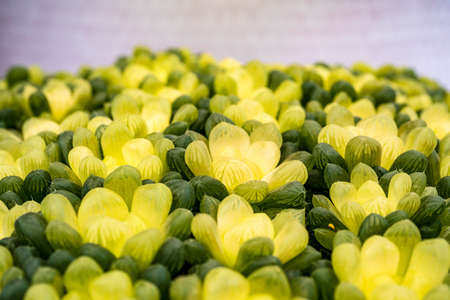 Succulents amber jadeの写真素材