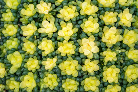 Succulents amber jadeの写真素材