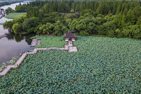 lotus pond in Hangzhouの写真素材