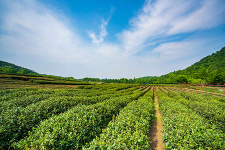 Xihu Longjing Tea Plantation, Shuangfeng Village, Hangzhouの写真素材