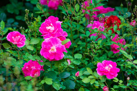 rose