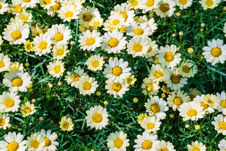 Marguerite daisyの写真素材