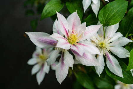 Clematis florida Thunbの写真素材