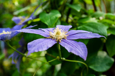 Clematis florida Thunbの写真素材