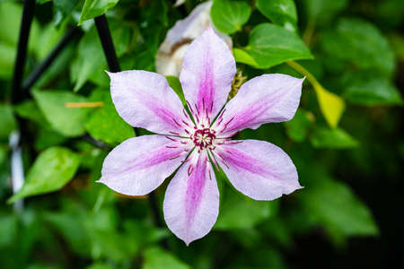 Clematis florida Thunb