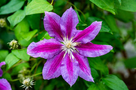 Clematis florida Thunbの写真素材
