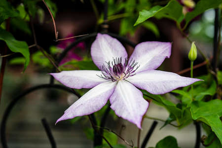 Clematis florida Thunbの写真素材
