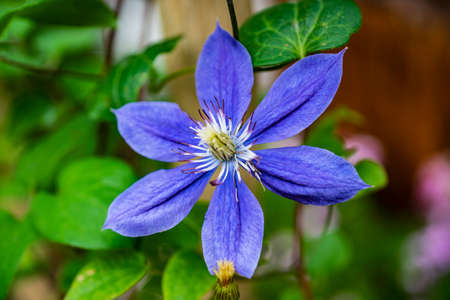Clematis florida Thunbの写真素材