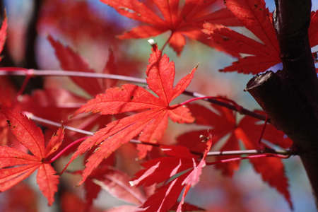 red maple leaves