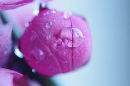 pink flower bloomingの写真素材