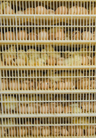 Baby chicks hatching in an incubator basketsの写真素材