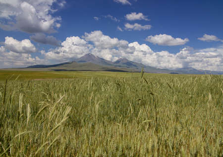 Wheat fields and mountain in rural Turkeyの写真素材