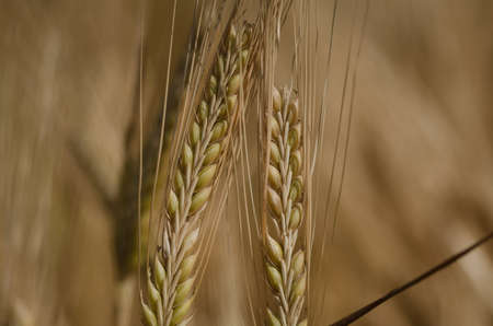 Wheat fieldの写真素材