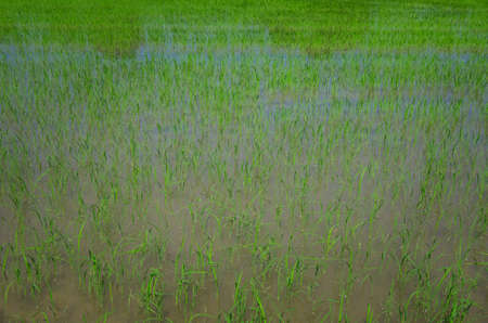 Rice plant in Anatolia, Turkeyの写真素材