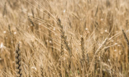 Wheat fieldの写真素材
