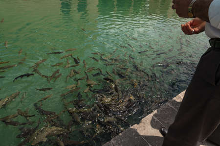 Holy Lake Fish Lake, Urfaの写真素材