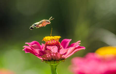 Hummingbird Hawkmoth sucking essential oil from the flower by using hoseの写真素材
