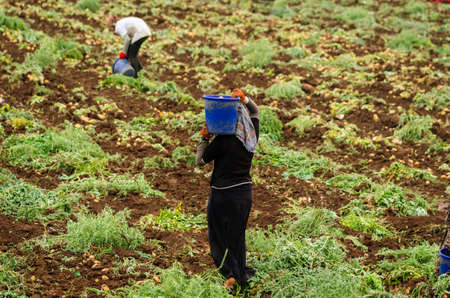 Kurdish women are harvesting potatoes in the field as a seasonal worker in agricultural production sector in Cukurovaのeditorial素材