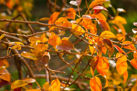 Colorful foliage in the autumn park/ Autumn leaves sky background/ Autumn Trees Leaves in vintage colorの写真素材