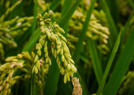 Rice plantの写真素材