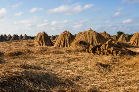 Bundles of reeds in a stack