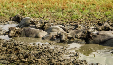 Water buffalos in the Wetlands of the Kizilirmak delta, Black Sea Province of Turkeyの写真素材