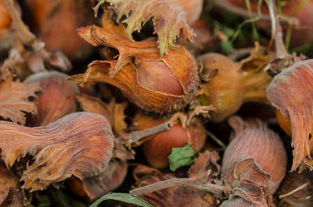 Raw hazelnuts after the harvest