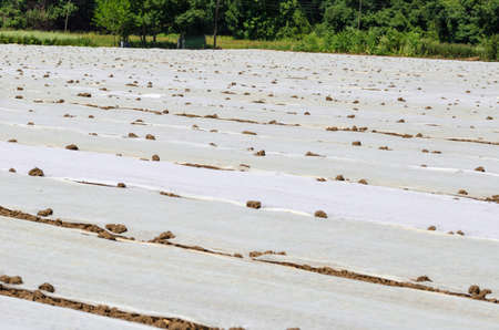 Ground with plastic protecting strips and covers for plant in field