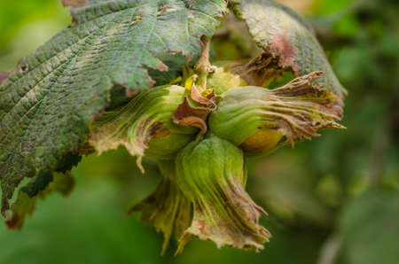 Hazel filbert tree with hazelnuts on the branch
