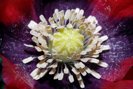 Flowerの写真素材