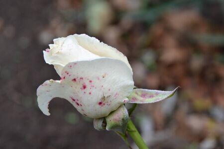 fly sitting on a white rose budの写真素材