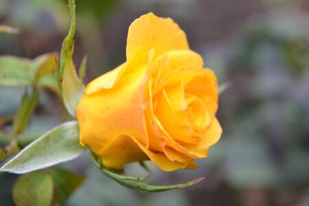 yellow rose with water dropsの写真素材