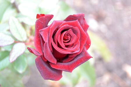 dark red rose in the gardenの写真素材