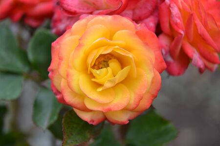 rose with yellow-pink petalsの写真素材