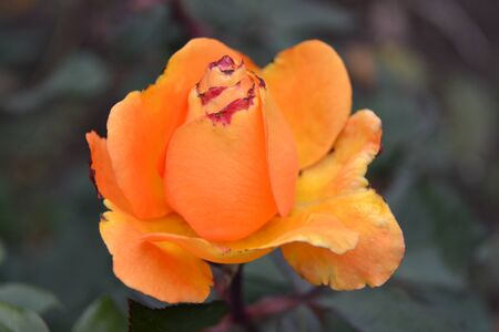 orange rose budの写真素材