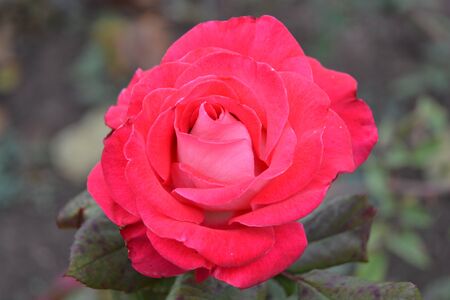 beautiful red rose in the gardenの写真素材