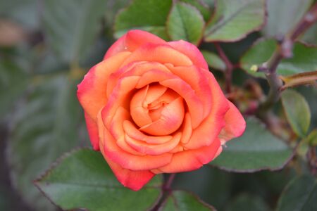 orange pink rose in the gardenの写真素材