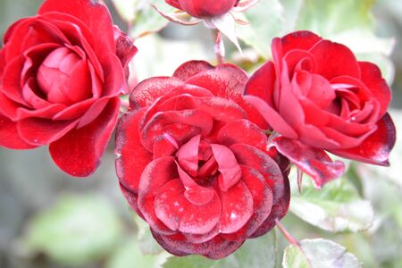 dark red roses in the gardenの写真素材
