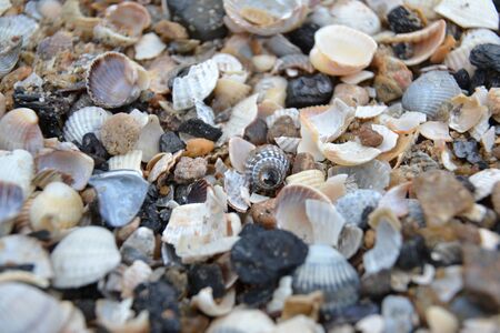 seashells on the beachの写真素材