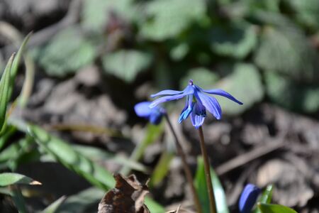 blue spring flowersの写真素材