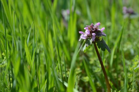 purple flowers in the gardenの写真素材