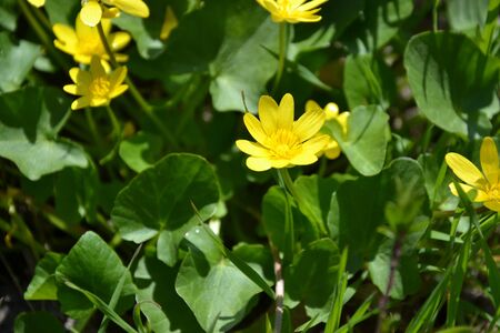 yellow flowersの写真素材