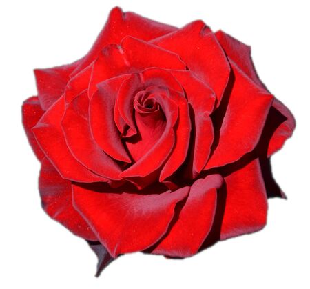 red rose isolated on whiteの写真素材