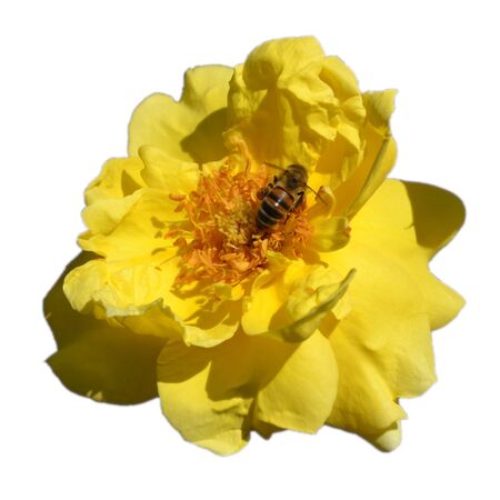 Bee on yellow flower. Isolatedの写真素材