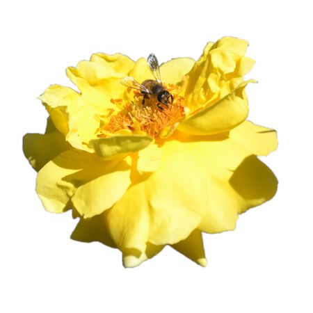 yellow flower with beeの写真素材