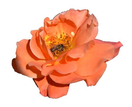 orange flower isolated on white and beeの写真素材