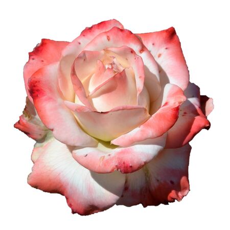 white pink rose isolated on whiteの写真素材