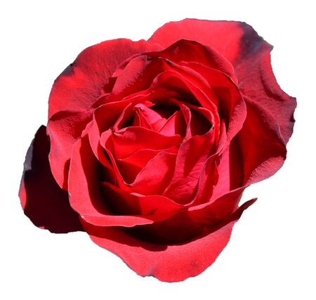 red rose isolated on whiteの写真素材