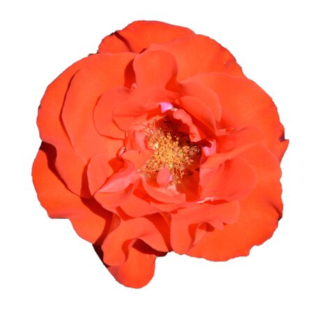 poppy flower isolated on white backgroundの写真素材