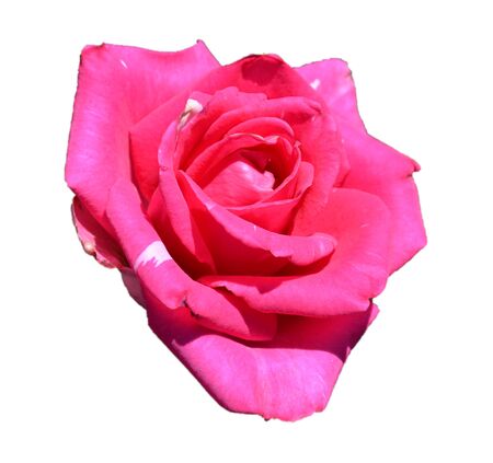 pink rose isolatedの写真素材